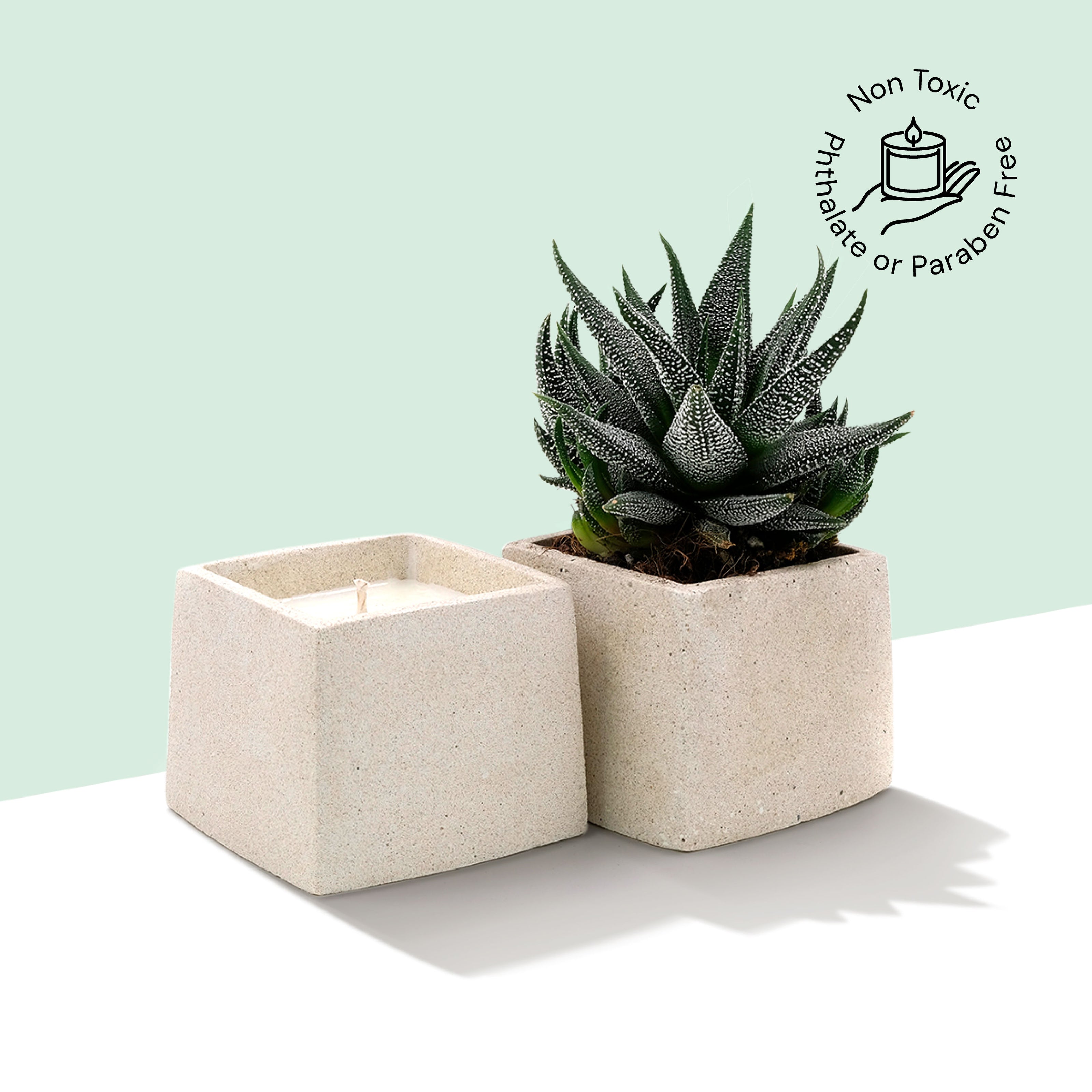 Eraya Aesthetic Soy wax Candle in a concrete planter with a succulent plant on a light green background and Non Toxic, Phthalate or Paraben Free logo on the top right corner